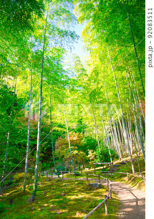 【京都府】11月・さわやかな青空の下、紅葉時期の嵐山を観光 92083511