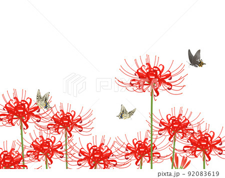 彼岸花とアゲハ蝶のフレーム 彼岸花とアゲハ蝶のフレーム 92083619