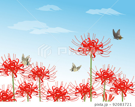 彼岸花とアゲハ蝶_背景_青空 92083721