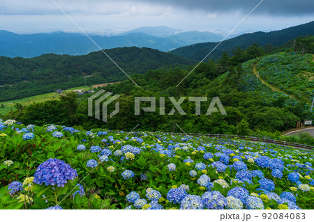 紫陽花群生 徳島県大川原高原 紫陽花群生 徳島県大川原高原 92084083