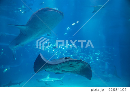 大阪 海遊館 ジンベエザメとエイ 大阪 海遊館 ジンベエザメとエイ 92084105