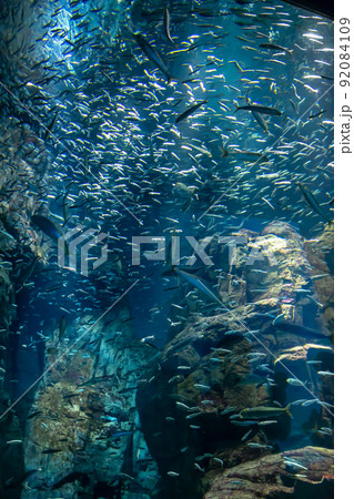 大阪　海遊館　いわしトルネード 92084109