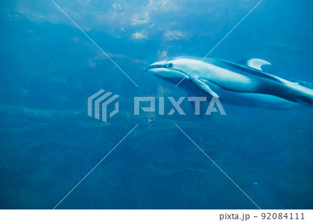 大阪 海遊館 カマイルカ 大阪 海遊館 カマイルカ 92084111