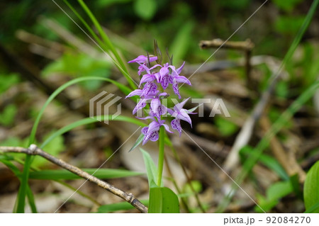 夏の八幡平はお花畑 ハクサンチドリ 92084270