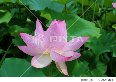 夏の日　神秘的に咲く大賀はすの花　癒しの蓮池を散策する　公園の風景　古河 92084304