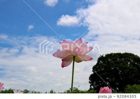 夏の日 神秘的に咲く大賀はすの花 癒しの蓮池を散策する 公園の風景 古河 夏の日 神秘的に咲く大賀はすの花 癒しの蓮池を散策する 公園の風景 古河 92084305