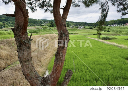 松の木と初夏の農村風景 92084565