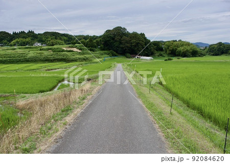 稲苗が育ってきた一本道の通る農村風景 92084620