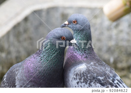 水場で近づく二羽の鳩 92084622