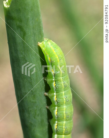 ネギの葉を食害するシロシタヨトウの幼虫 ネギの葉を食害するシロシタヨトウの幼虫 92084791