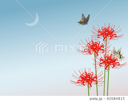 夕暮れの彼岸花とアゲハ蝶_フレーム 夕暮れの彼岸花とアゲハ蝶_フレーム 92084815