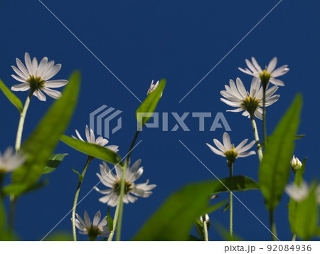 青空と白いミヤコワスレの花 青空と白いミヤコワスレの花 92084936
