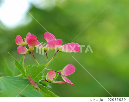 イロハモミジの花 92085029