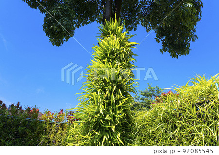 Wall garden that uses fern and other plants in the exterior decoration. Wall garden that uses fern and other plants in the exterior decoration. 92085545