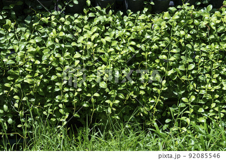 Variety of artificial plant in vertical garden, Natural background 92085546