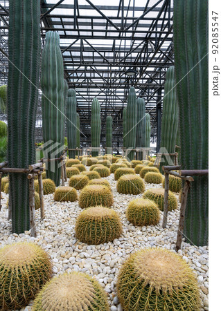 Green cactus plant in plastic pot Green cactus plant in plastic pot 92085547