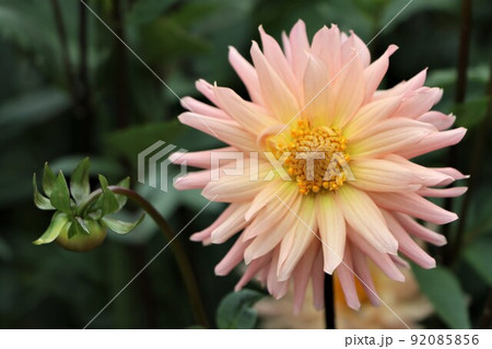 華やかなダリアの中にあって癒し系の一輪 92085856