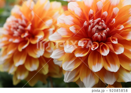 ツートンカラーの良く似合うオレンジ色系のダリア 92085858