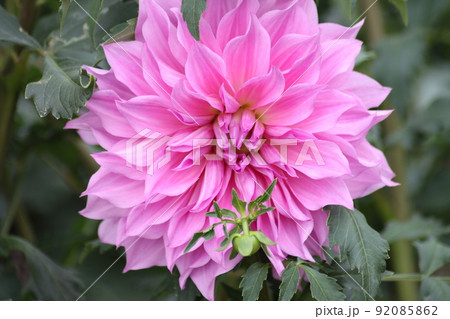 淡い紫色が上品なたたずまいを醸し出す 92085862