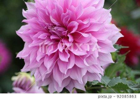 花姿の整った気品のあるダリアの花 92085863