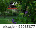 高鴨神社　本殿拝殿アジサイとともに　奈良県御所市 92085877