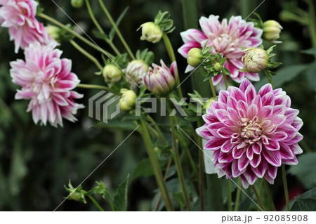 気品のある紫色系のダリアの花 92085908