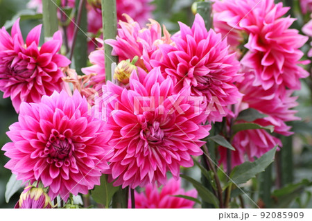 花の形がボタンの花に似るので別名が天竺牡丹 花の形がボタンの花に似るので別名が天竺牡丹 92085909