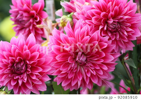 赤いダリアの花言葉は華麗と栄華 92085910