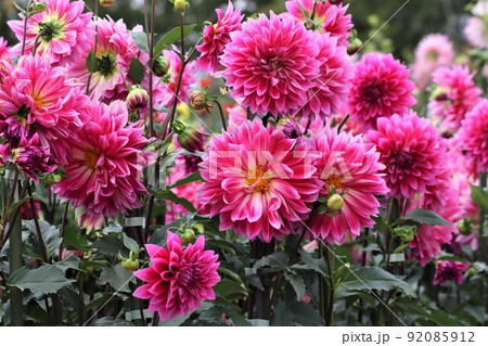 離れたところからでもダリアの花はひと際鮮やか 92085912
