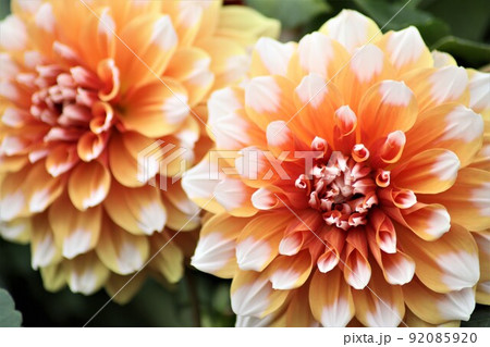 存在感のあるダリアの豪華な花姿 92085920