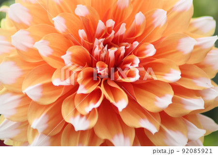 超アップで存在感が魅力のダリアの花 92085921
