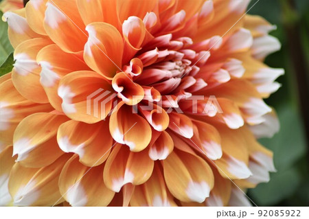 ツートンカラーでひと際鮮やかなダリア 92085922