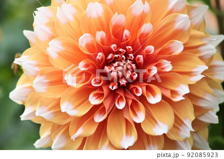 白色とオレンジ色のコントラストがゴージャスなダリア 92085923