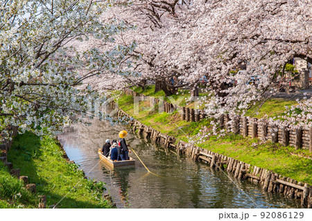 小江戸川越の春　新河岸川の桜並木　満開の誉桜と舟遊 92086129