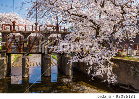 小江戸川越の春　新河岸川の桜並木（誉桜）　田谷椻 92086131