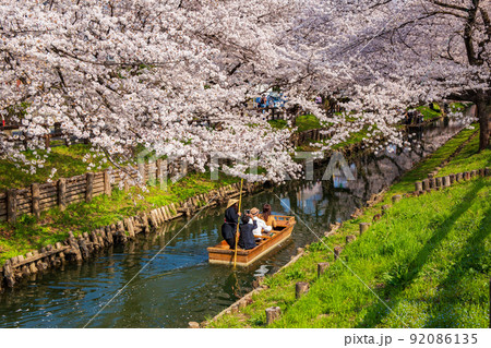 小江戸川越の春　新河岸川の桜並木　満開の誉桜と舟遊 92086135