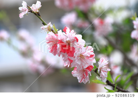 紅白咲き分けの花桃（ハナモモ） 92086319