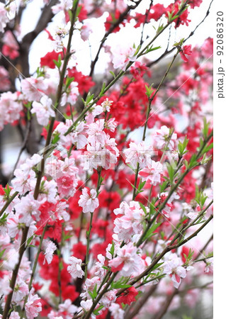紅白咲き分けの花桃(ハナモモ) 紅白咲き分けの花桃(ハナモモ) 92086320