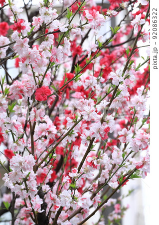 紅白咲き分けの花桃(ハナモモ) 紅白咲き分けの花桃(ハナモモ) 92086322