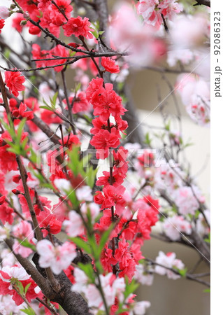 紅白咲き分けの花桃（ハナモモ） 92086323