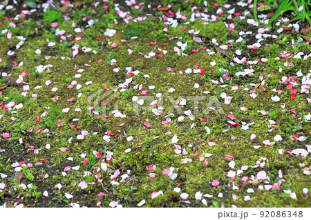 紅白の花桃(ハナモモ)の花びら 紅白の花桃(ハナモモ)の花びら 92086348