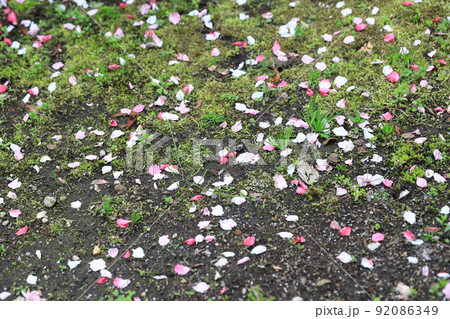 紅白の花桃（ハナモモ）の花びら 92086349
