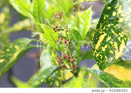 色鮮やかなアオキの若葉と花（班入りアオキ）　 92086403