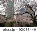 雨の日の六本木一丁目スペイン坂の桜B 92086449