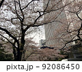 雨の日の六本木一丁目スペイン坂の桜B 92086450