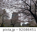 雨の日の六本木一丁目スペイン坂の桜C 92086451