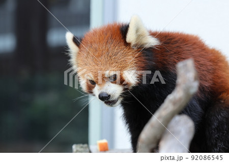 レッサーパンダ レッサーパンダ 92086545