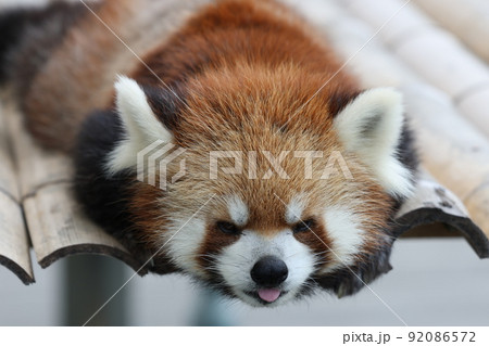 レッサーパンダ レッサーパンダ 92086572