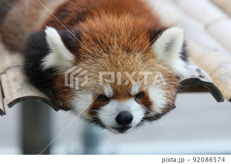 レッサーパンダ レッサーパンダ 92086574