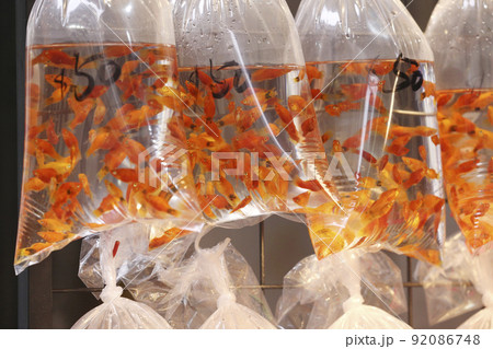 香港・通菜街（金魚街）で、ビニール袋に入れられて売られる金魚 92086748